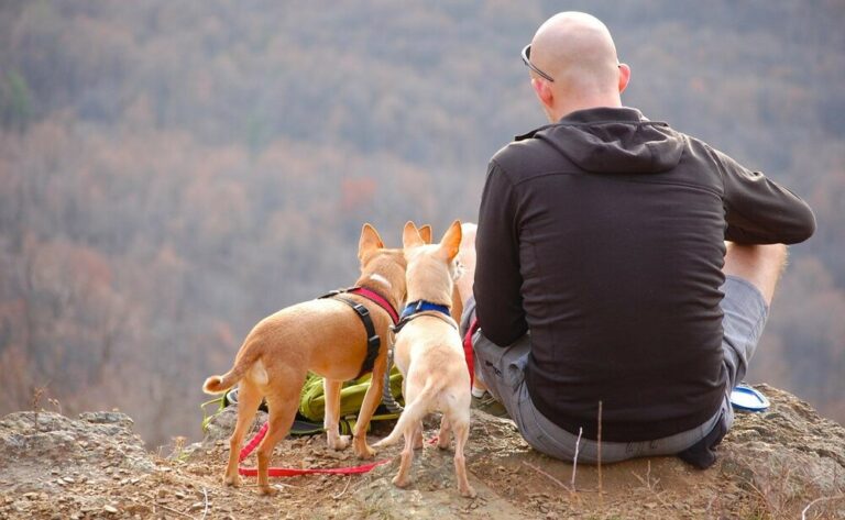 The 21 Best Dog Breeds for Running and Hiking