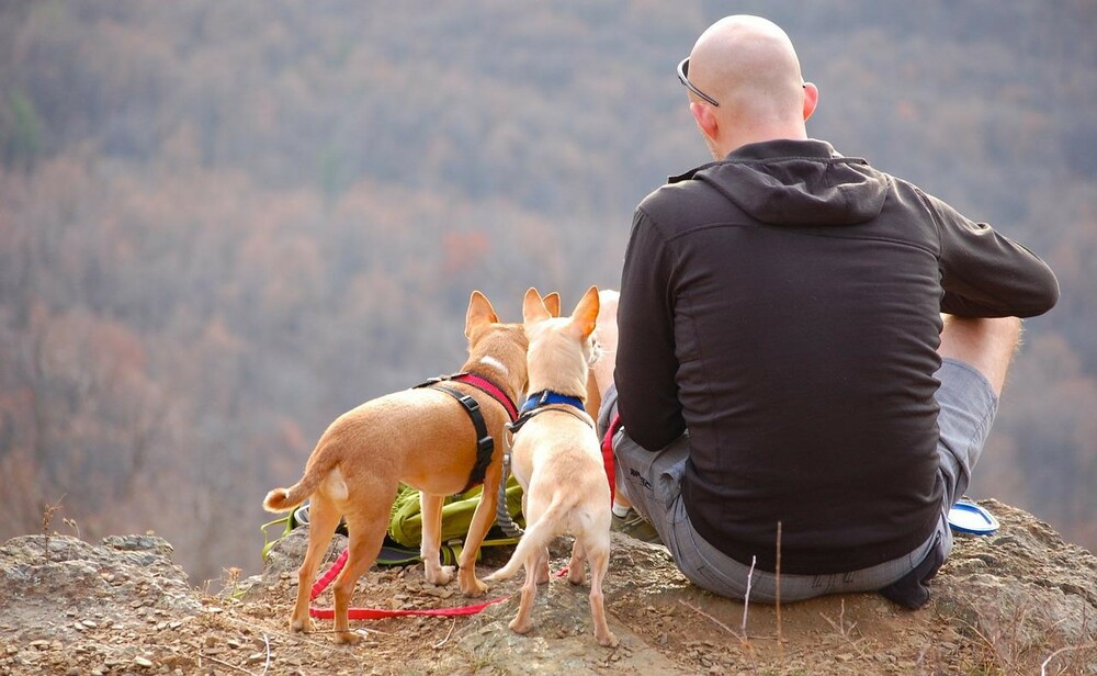 Dog Breeds for Running and Hiking